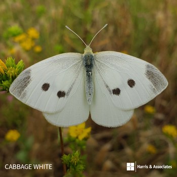 Cabbage White Butterfly