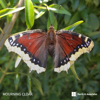 Mourning Cloak Butterfly