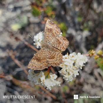 Mylitta Crescent Butterfly