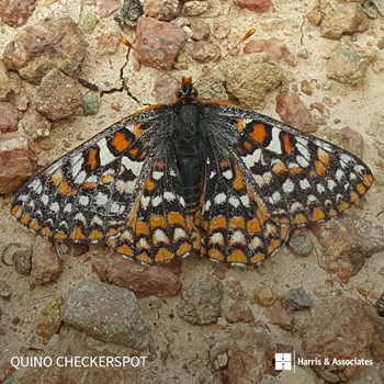 Quino Checkerspot Butterfly