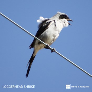 Loggerhead Shrike