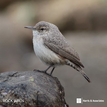 Rock Wren
