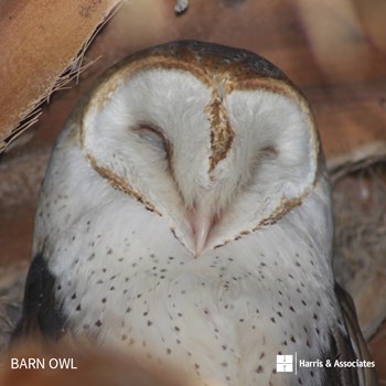 Barn Owl