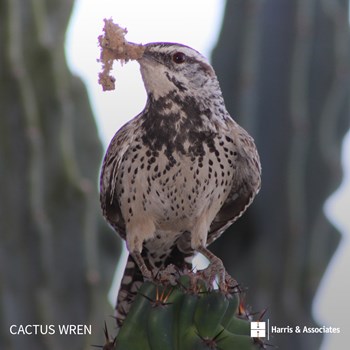 Cactus Wren