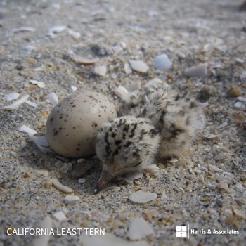California Least Tern