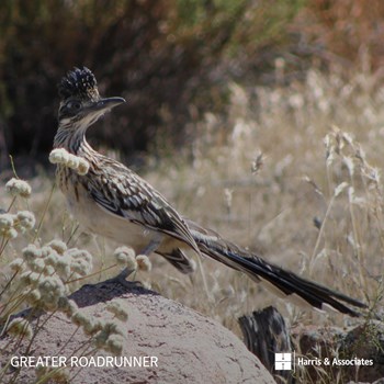 Greater Roadrunner