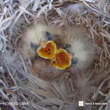 Horned Lark